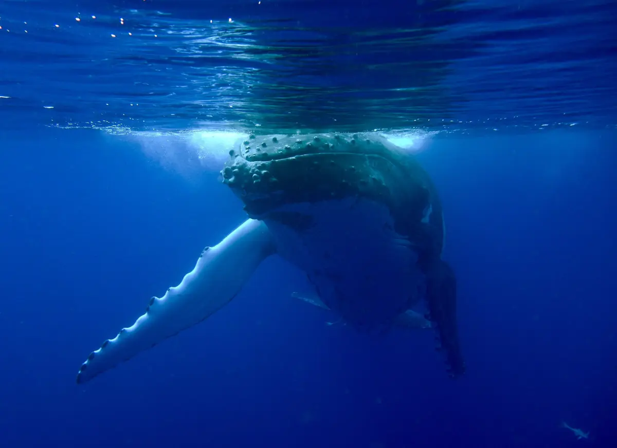 A humpback whale underwater